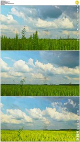 绿色麦田延时摄影