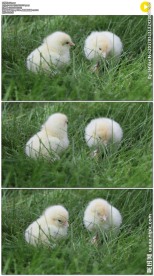 草丛中的两只小鸡