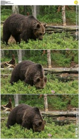 一头棕熊实拍视频素材