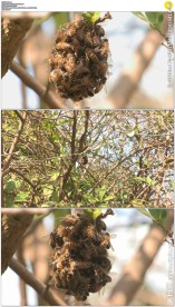 树上的蜜蜂酿蜜