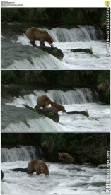 棕熊在河里捕鱼