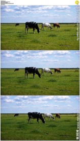 三头牛在草原吃草