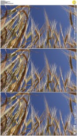 仰拍农作物大麦蓝天