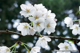 花花草草