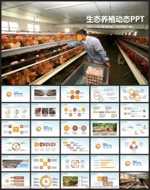绿色生态养殖鸡蛋加工养鸡PPT