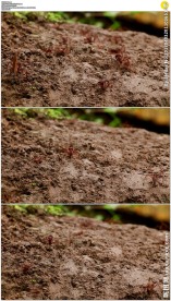 土地上的红色蚂蚁