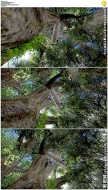 坠落在树上的飞机