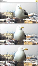 白色海鸥站在屋顶上