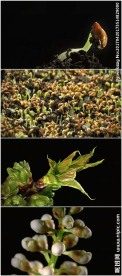 种子发芽植物生长花朵绽放
