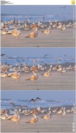 一只狗在海滩上追赶海鸥