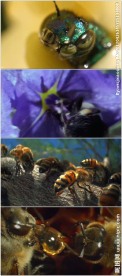 蜜蜂采蜜蜂巢蜂窝