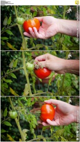 摘番茄