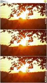 秋天枫叶后面的夕阳