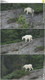 森林中的白色山羊