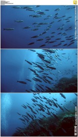 蓝色海水鱼群
