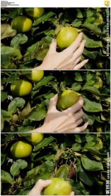 摘青苹果