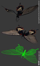 超精细蝴蝶带动做max场景文件