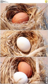 旋转的鸟窝里的蛋