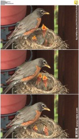 小鸟喂它的宝宝