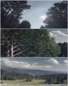 旅行路上的树木风景