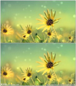 随风摆动向日葵动态背景