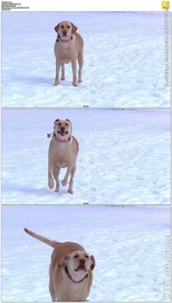 雪地奔跑的小狗