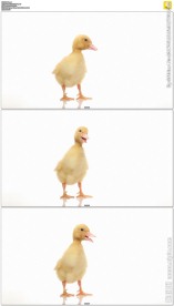 白背景小黄鸭嘎嘎叫