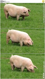 草地上吃草的肥猪