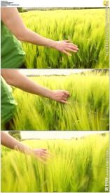 麦田行走手抚麦浪