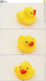 可爱的小黄鸭