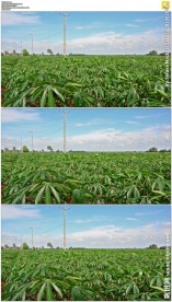 农田蓝天电线杆