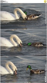 白天鹅和丑小鸭