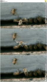 蜜蜂飞舞高清实拍