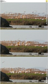 河边大群白色鹈鹕