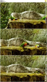 澳大利亚两只小鸟洗澡游泳