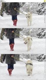 美女牵着白色牧羊犬在雪地行走
