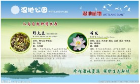 野大豆 荷花