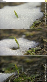 冰雪融化万物复苏