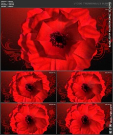 婚礼片头 喜庆 婚庆桃心 春节