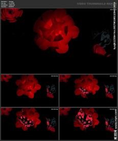 婚礼片头 喜庆 婚庆桃心 春节
