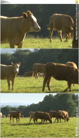 草原上的黄牛群