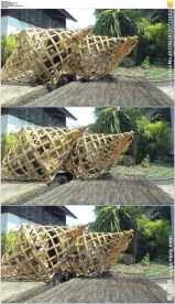 笼子中囚禁的小鸟