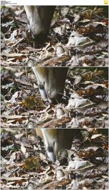 小鹿在落叶中找吃的