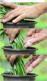 给绿色植物施肥