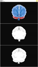 蓝色转动的大脑
