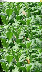 农民烟草地干活