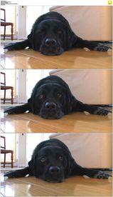 一条懒狗趴在地板上