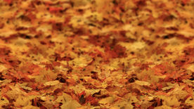 会声会影秋季精美模板