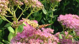 实拍蝴蝶与花高清视频素材