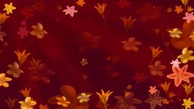 炫丽红色花朵视频背景素材